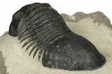 Detailed Paralejurus Trilobite - Atchana, Morocco #204311-5